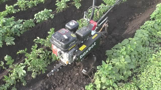 Первое окучивание картофеля мотоблоком Boxbot