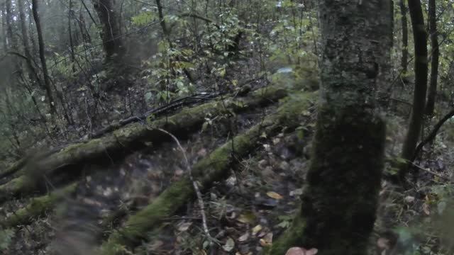 Петергоф, по грибы, первая вылазка в 2025 году, 30.08.2025.