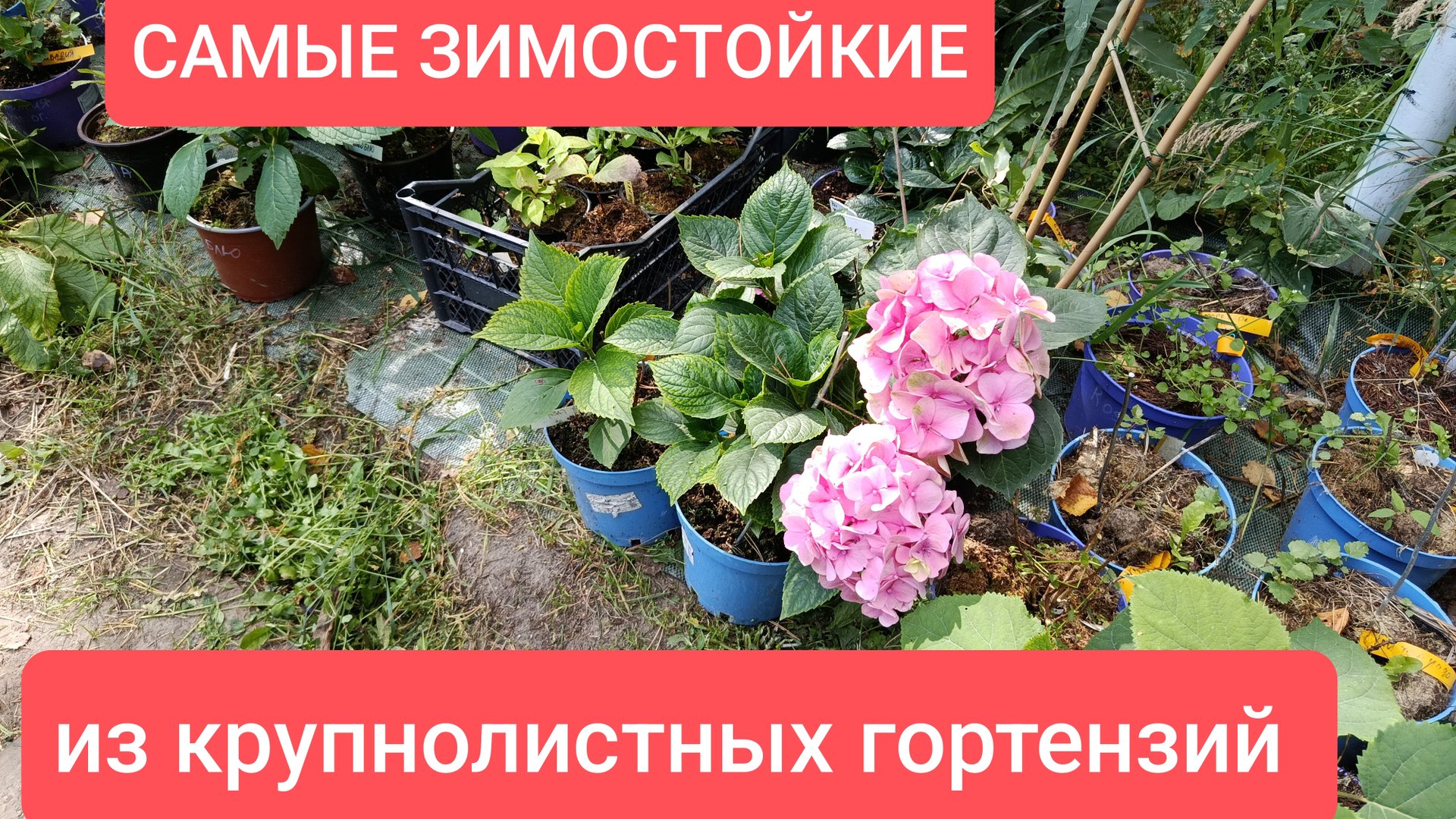 Самые ЗИМОСТОЙКИЕ сорта из крупнолистных гортензий смотреть онлайн