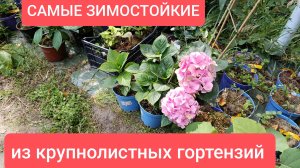 Самые ЗИМОСТОЙКИЕ сорта из крупнолистных гортензий