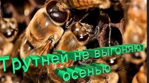 Почему они НЕ изгоняют трутней осенью? | Уникальный подход к пчеловодству