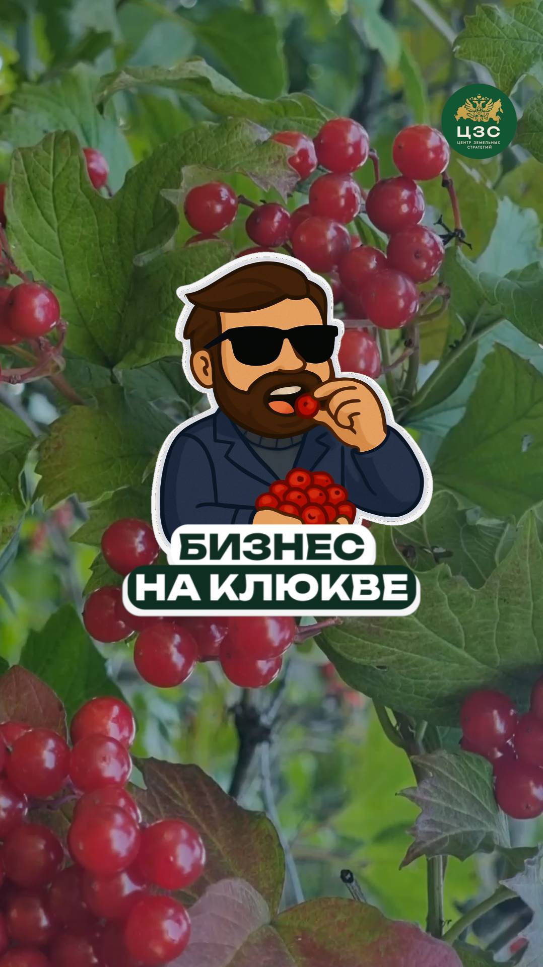 Как заработать миллионы на клюкве в России?