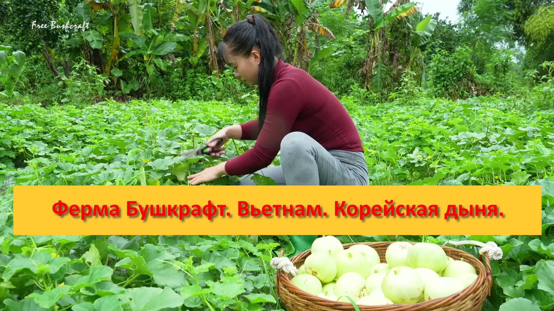 Ферма Бушкрафт в Пханге. Вьетнам. Корейская дыня, сбор, продажа смотреть онлайн