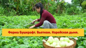Ферма Бушкрафт в Пханге. Вьетнам. Корейская дыня, сбор, продажа