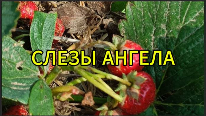 Слезы ангела смотреть онлайн