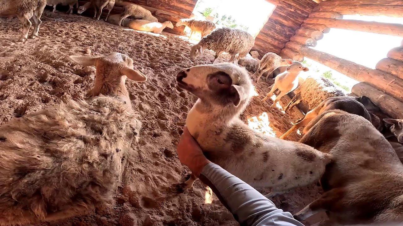 Новая овчарня у овец ! Отпилил всё лишнее ! ХУТОР В ЛЕСУ №802 смотреть онлайн