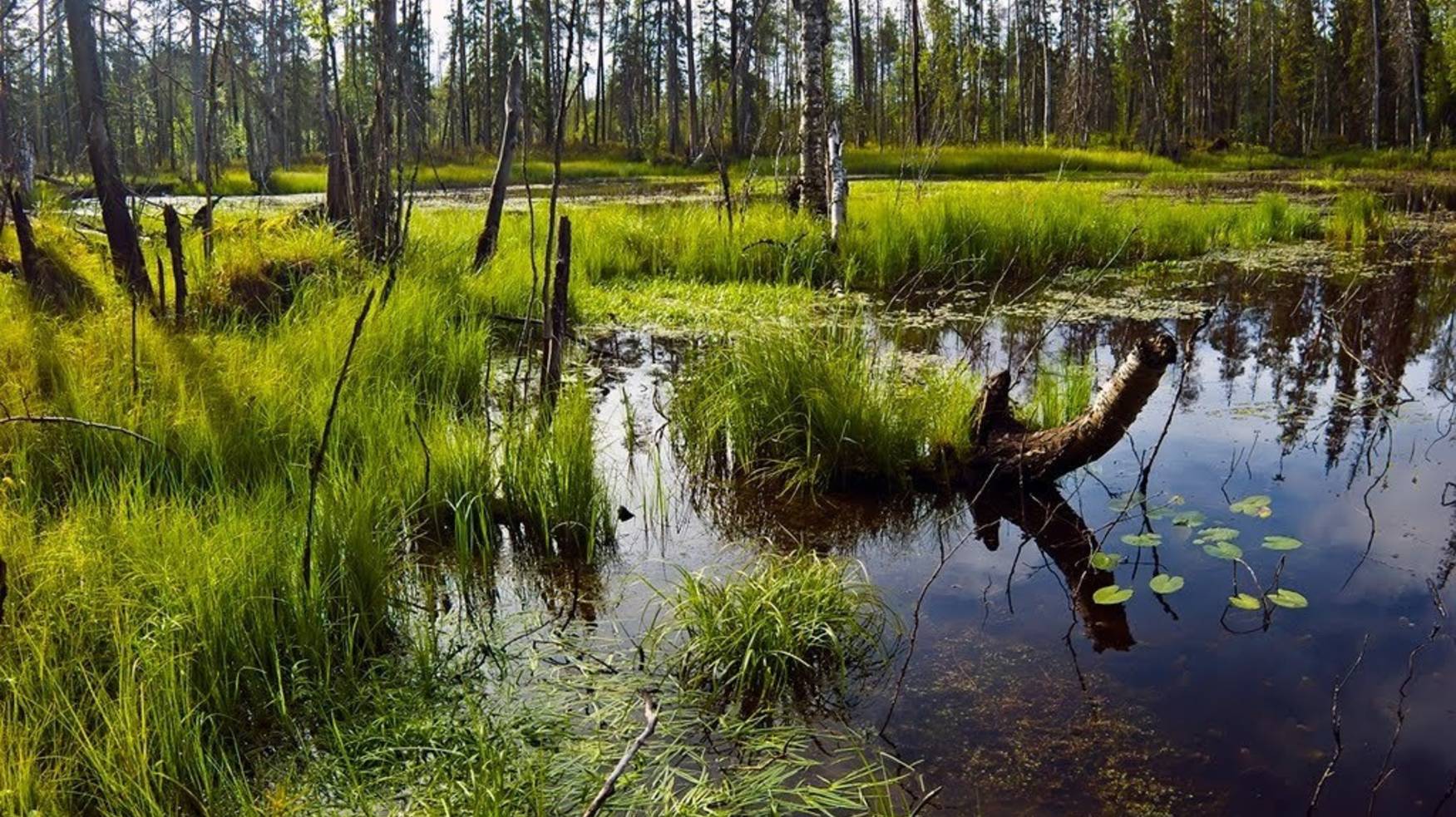 Уничтожение синего болота АМИГА. 28.08.25. смотреть онлайн