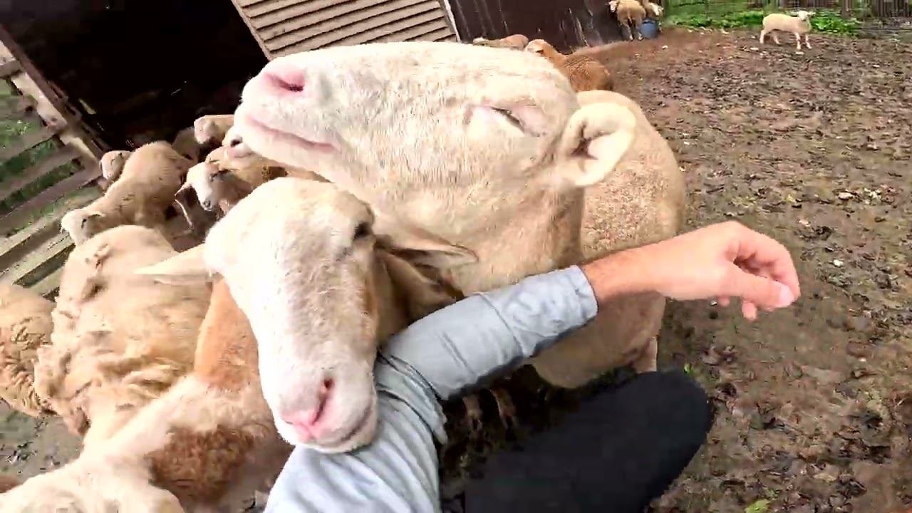 Рыбка поймалась ! Загон для овец ! Есть идея ! ХУТОР В ЛЕСУ №784 смотреть онлайн