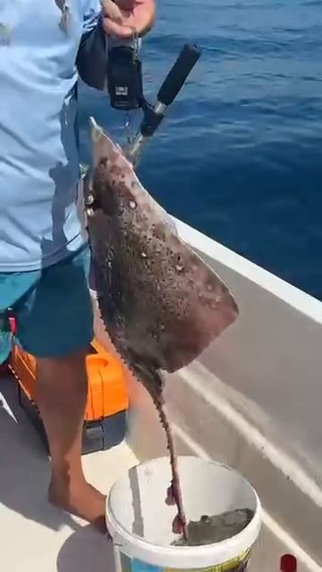 Морская лиса 5 кг. смотреть онлайн