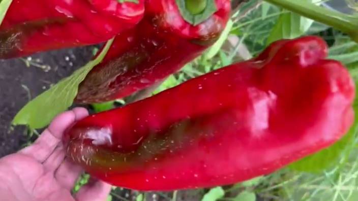 Перчики! Куда ж без них. Яркие августовские плоды в нашей теплице. смотреть онлайн