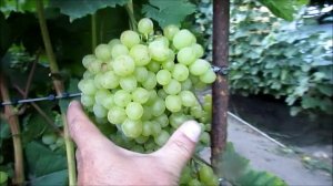 19.08.2025. Виноград ЦИМУС в г. Липецке.