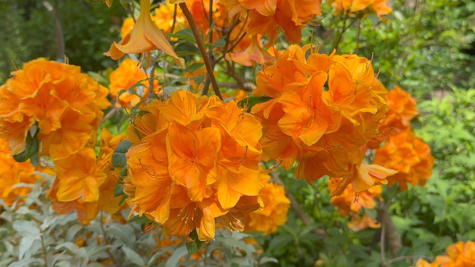 Июнь в Саду 21 июня 2025 часть 2