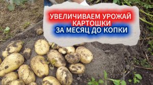 КАРТОШКА ПЕРЕД КОПКОЙ ЗА 30 ДНЕЙ - УДВАИВАЕМ УРОЖАЙ.КАК ПРЕВРАТИТЬ МЕЛКИЙ КАРТОФЕЛЬ В КРУПНЫЕ КЛУБНИ