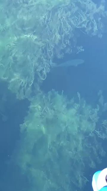 Толстая кефаль в Имеретинском порту. смотреть онлайн