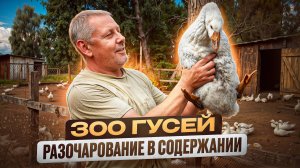 ПОЧЕМУ я разочаровался в содержании 300 ГУСЕ🦆🚨 ГЛАВНЫЙ секрет забоя ГУСЯ без палок🦆 #МоеПодворье