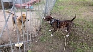 Амстафф 10мес и немец _20250820