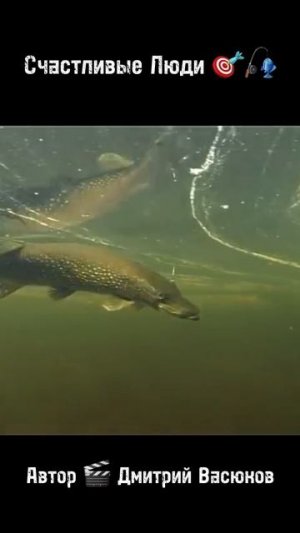 Счастливые Люди 🎯🎣