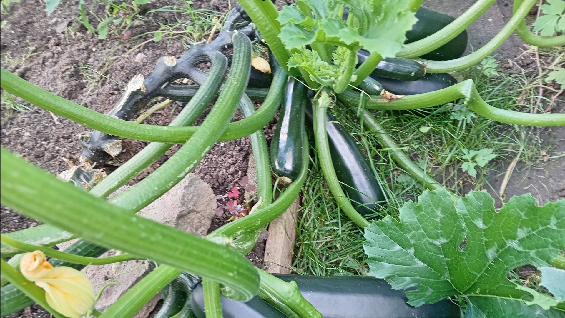 ОБЗОР ОГОРОДА В КОНЦЕ ЛЕТА 2025Г. смотреть онлайн