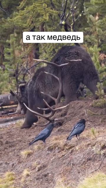 Природный холодильник медведя