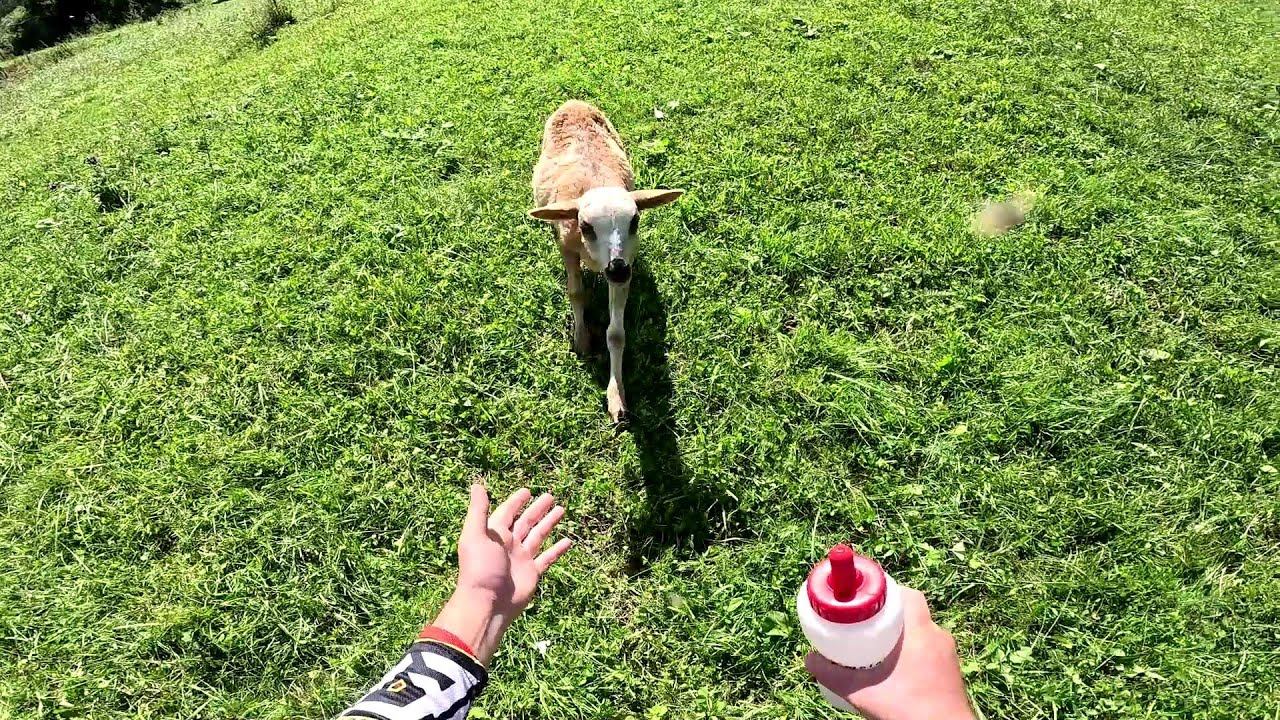 Куда они пропали? Кто-то их утащил !? ХУТОР В ЛЕСУ №790 смотреть онлайн