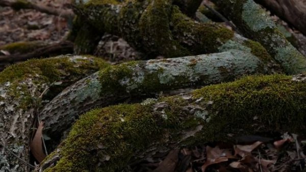 Forest Whispers (Billie Style)