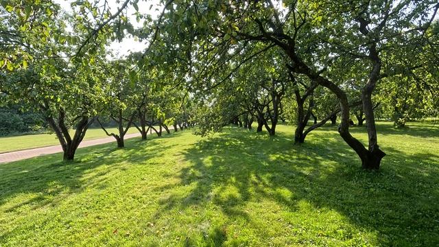 Коломенское | Москва2025 | выходные в Москве | парк Коломенское смотреть онлайн