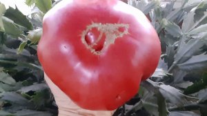 ТОМАТЫ!!! Какие понравились, а какие БОЛЬШЕ НЕ ПОСАЖУ!