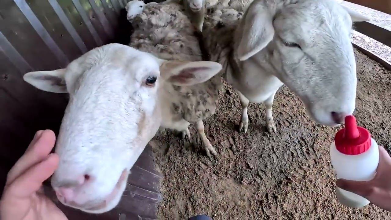 Новый босс взялся за работу! Сенник готов ! ХУТОР В ЛЕСУ №796 смотреть онлайн