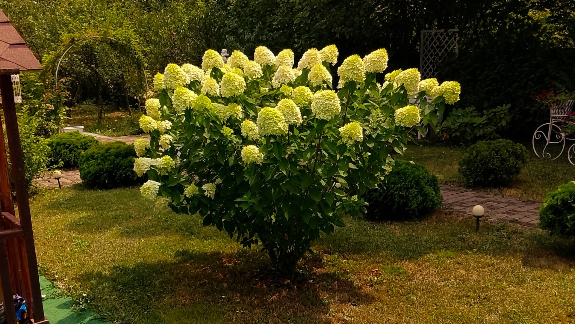 Шикарный куст метельчатой гортензии ЛАЙМ ЛАЙТ!