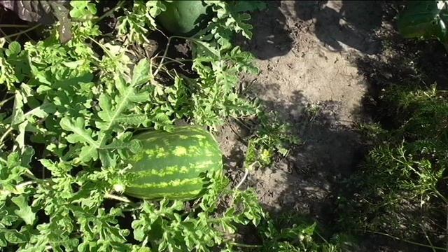 Арбузы и дыни в конце августа