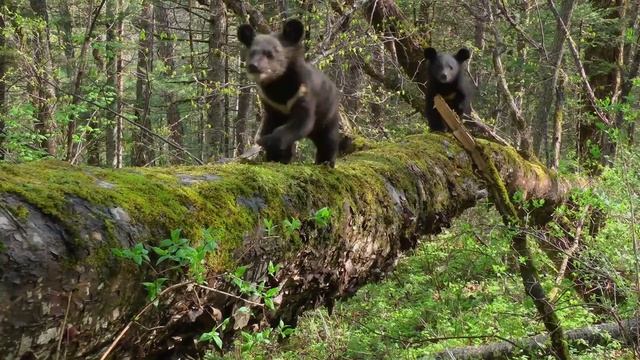 Мои медведи Гималайцы - 2025 (08) смотреть онлайн