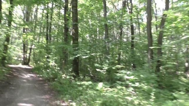 Предпоследний день лета. Прогулка по лесу.