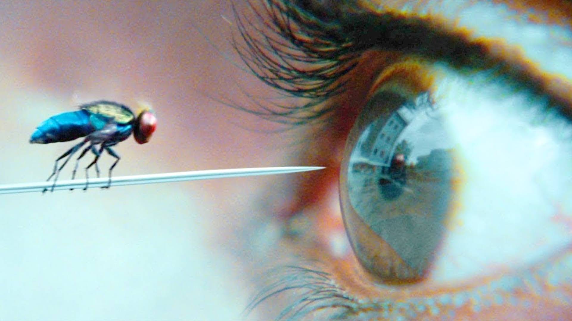 Он ВОЗРОДИЛСЯ в виде БОЕВОЙ МУХИ в поисках МЕСТИ! | КРАТКИЙ ПЕРЕСКАЗ ФИЛЬМА смотреть онлайн