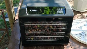 Делаю изюм из кишмиш Юпитера