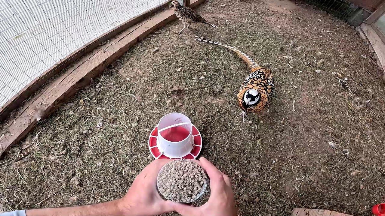 Бобёр достал ! Труба забита! Песок закончился ! ХУТОР В ЛЕСУ №795 смотреть онлайн