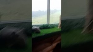 Экскурсия по выставке сов