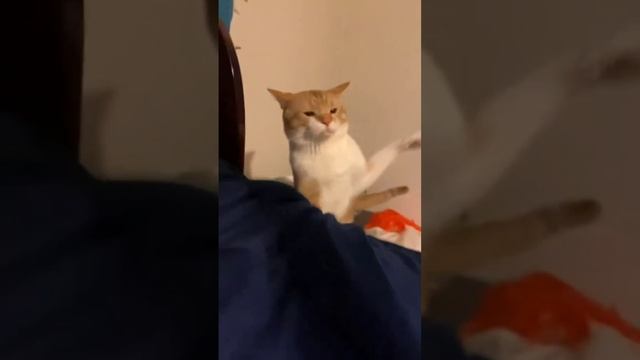 СМЕШНЫЕ ВИДЕО 😆🙂 смотреть онлайн