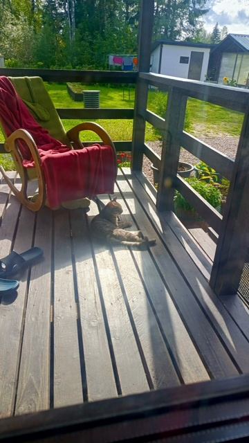 Лиса напала на котиков, часть 2