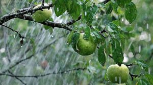 Песни для души. "Августовский дождь."