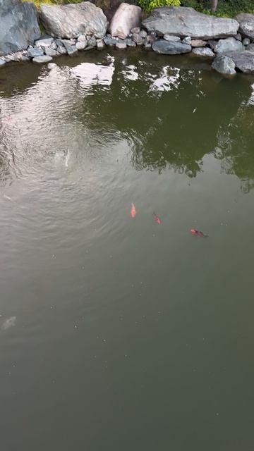Мост над озером с золотыми рыбками в Японском саду #парккраснодар #паркгалицкого смотреть онлайн