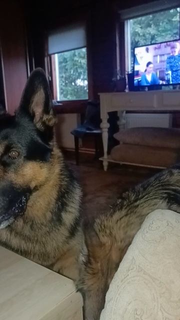 Колян и Нира,немецкие овчарки смотреть онлайн