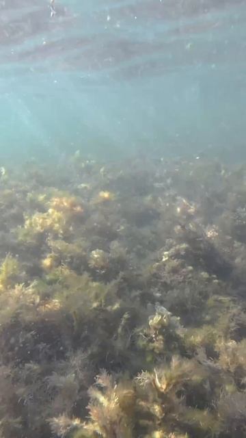 Обещанные рыбы из Крыма с пляжа Меганом (рыб мало, надеюсь увидите их) смотреть онлайн