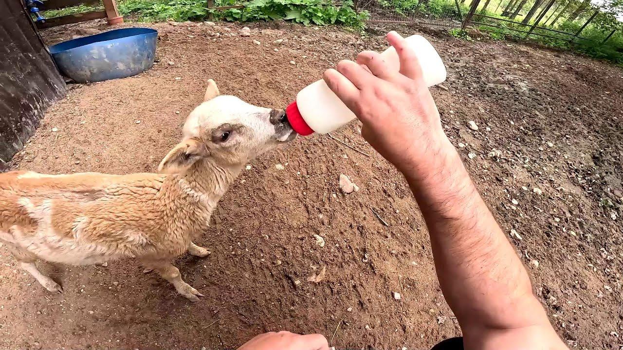 Убрал главного и начался беспорядок... За покупками ! ХУТОР В ЛЕСУ №786 смотреть онлайн