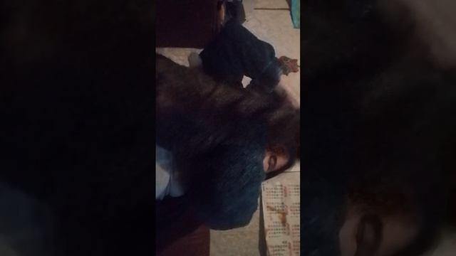 видио смотреть онлайн
