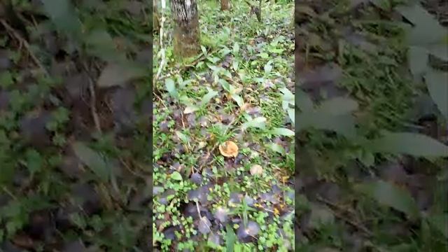 Выбрались в Лес За Грибами смотреть онлайн