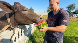 Чуть не остался без рук. Делаем ремонт в старом деревенском доме. Собираем урожай. Жизнь в деревне.