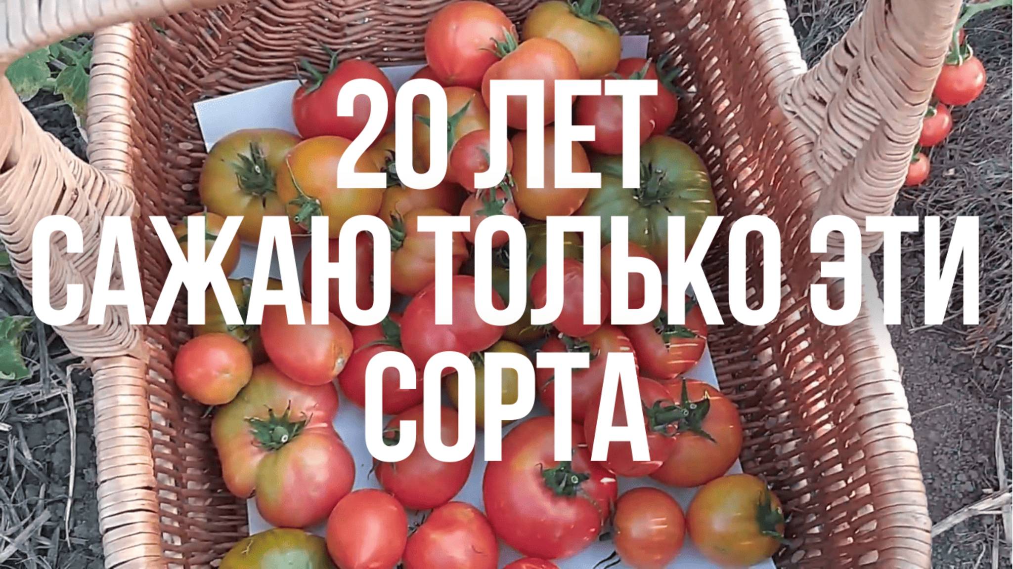 Супер Урожай Помидоров Самые Проверенные Сорта Помидоров смотреть онлайн