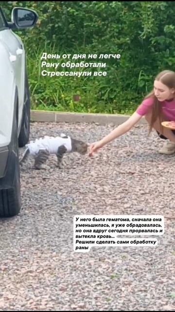 Лиса напала на котиков, часть 1