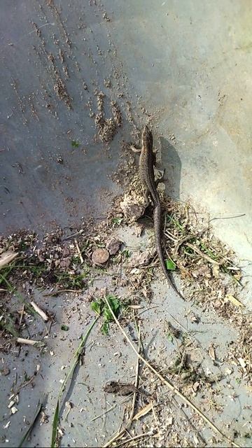 Ящерица в садовой тачке