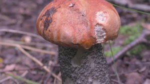 УШЁЛ В ДРЕМУЧИЙ ЛЕС ЗА ГРБАМИ И ЗА ЯГОДАМИ!